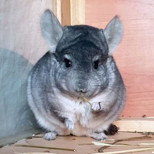 Молодой самец шиншиллы стандарт носитель эбони