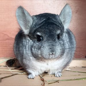 Молодой самец шиншиллы стандарт носитель эбони
