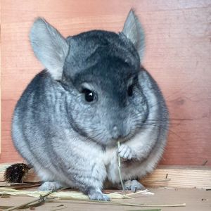 Молодой самец шиншиллы стандарт носитель эбони