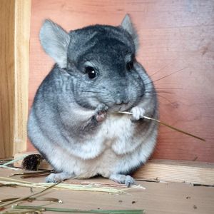 Молодой самец шиншиллы стандарт носитель эбони