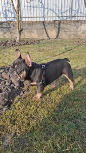 Цуценя французький бульдог