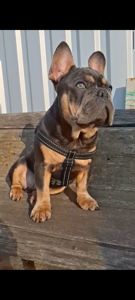 Цуценя французький бульдог