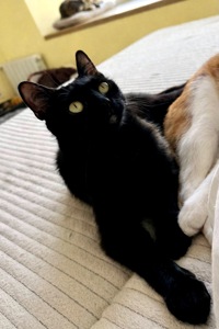 Кошеня Чоко