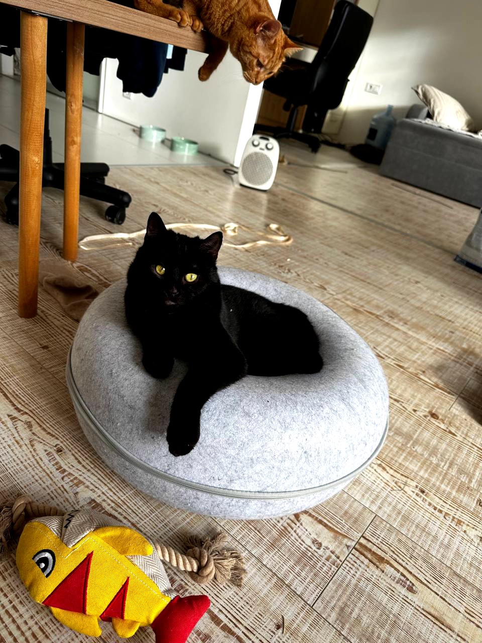 Кошеня Чоко