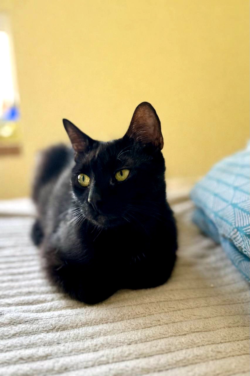 Кошеня Чоко