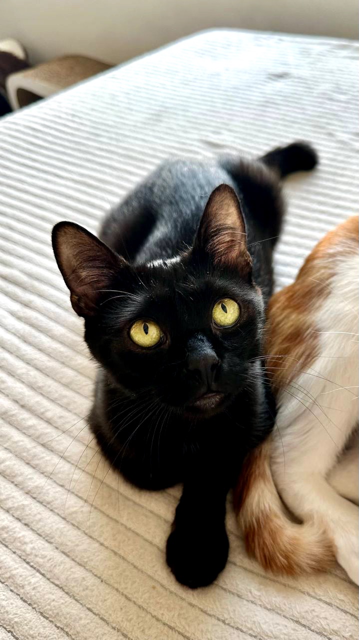 Кошеня Чоко