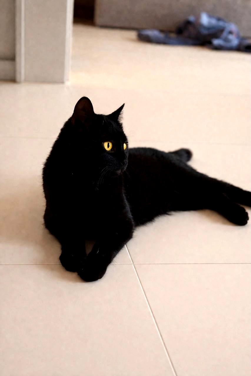 Кошеня Чоко