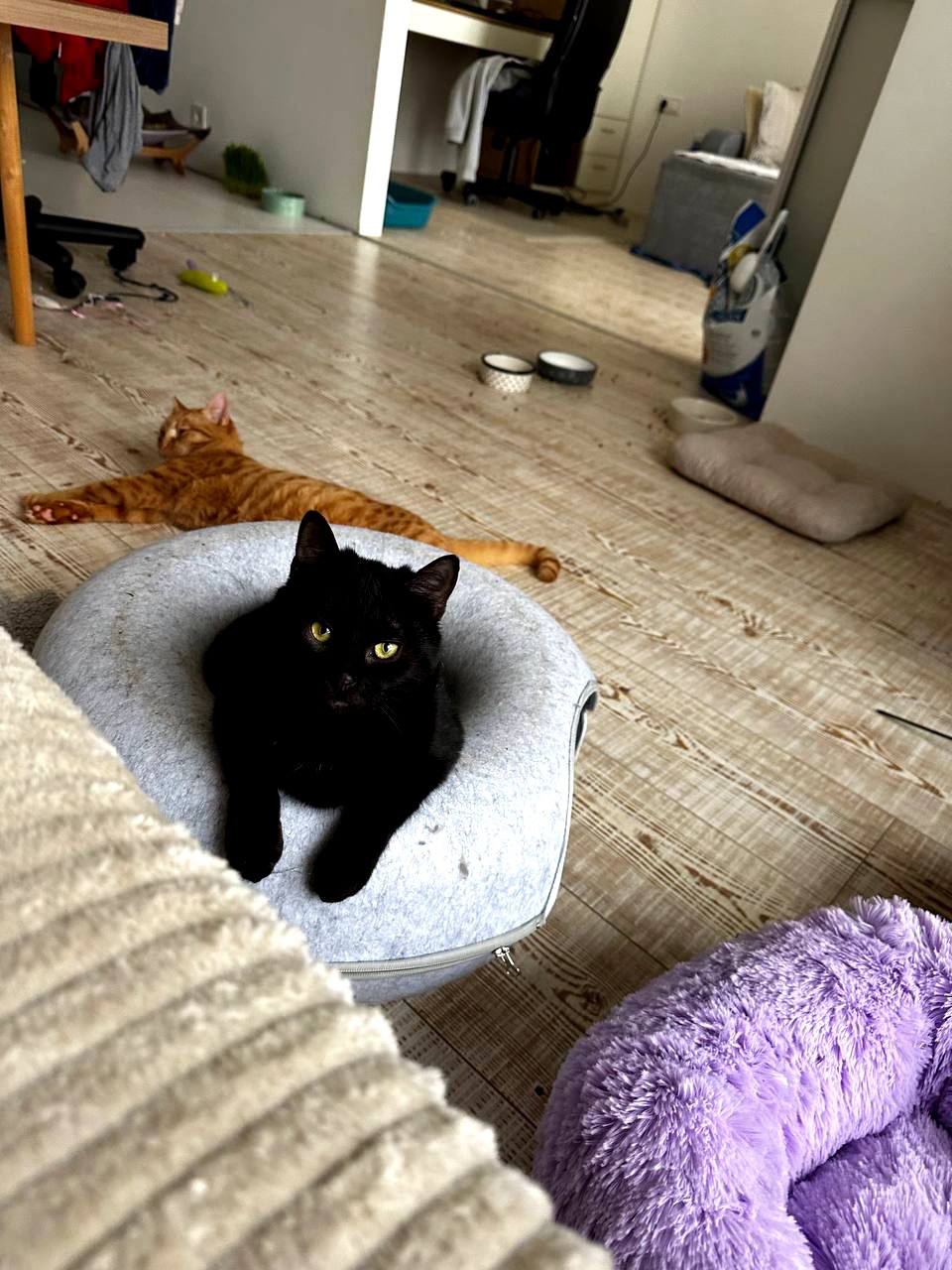 Кошеня Чоко