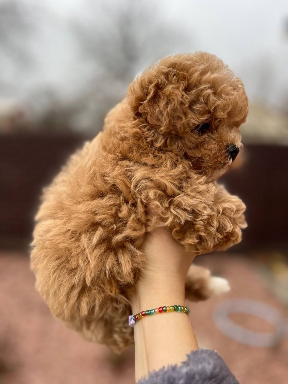 Хлопчик мальтипу