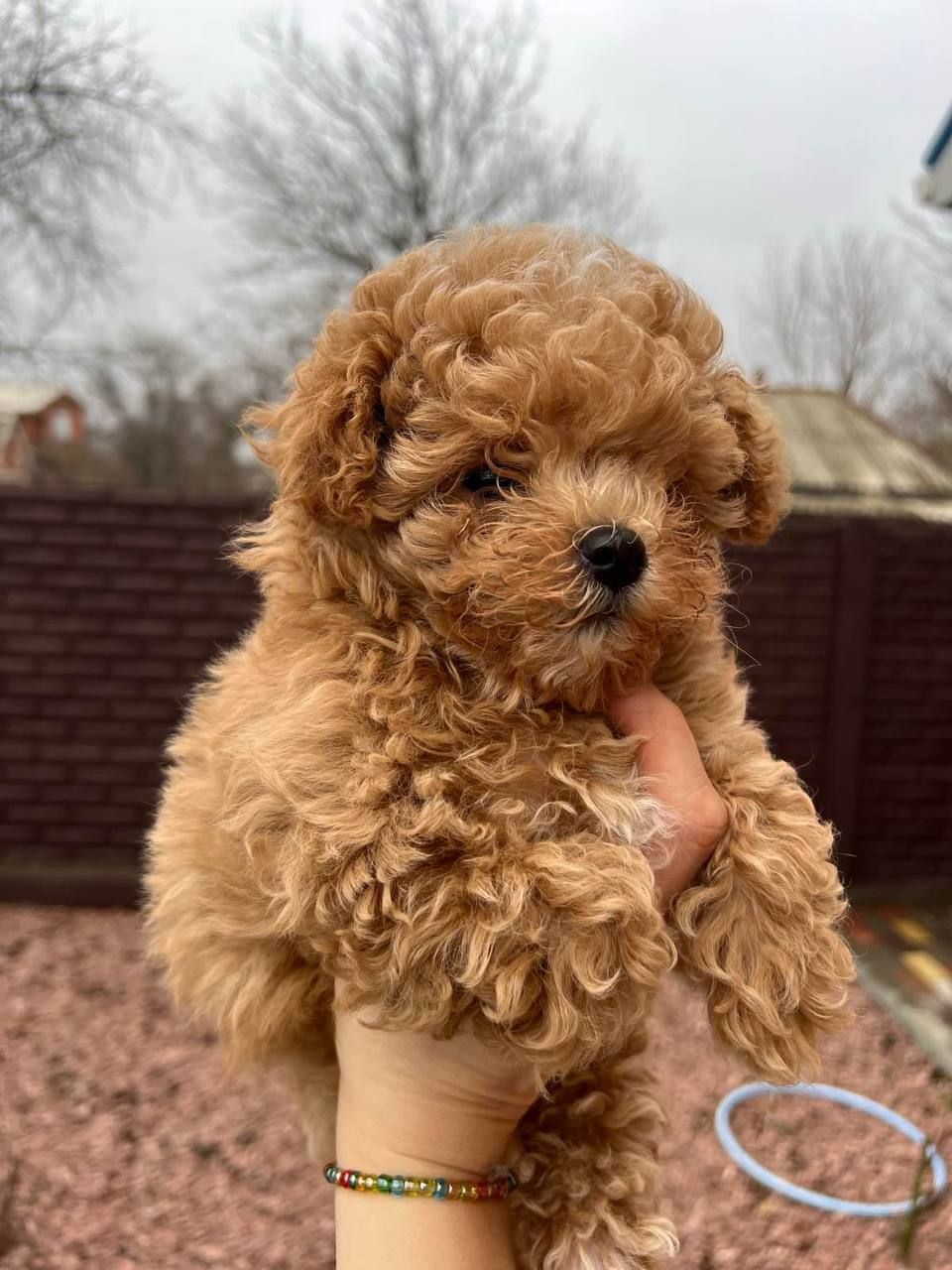 Хлопчик мальтипу