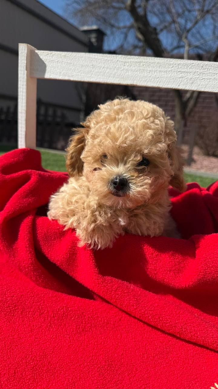 Щенки мальтипу