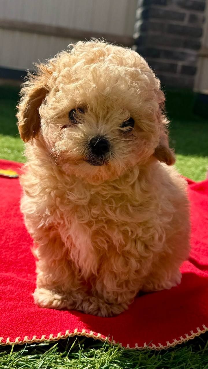 Щенки мальтипу