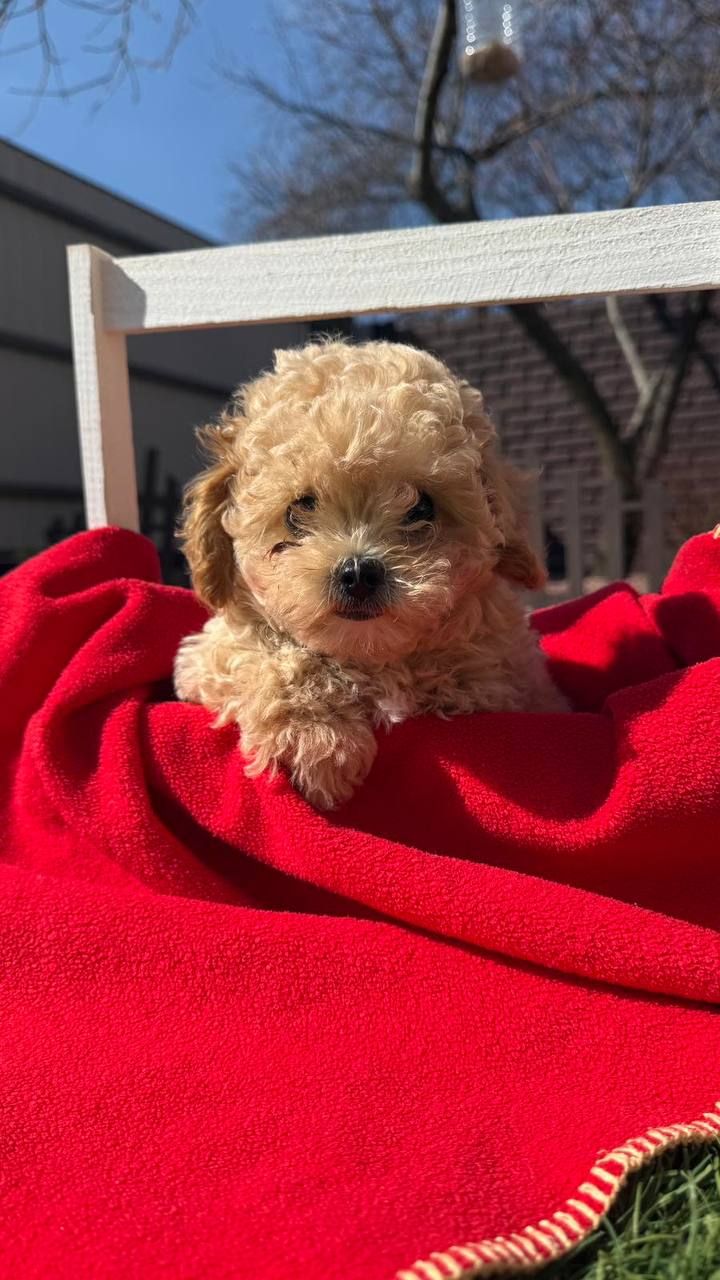 Щенки мальтипу