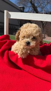 Щенки мальтипу