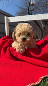 Щенки мальтипу