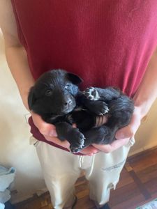 Буча. Дівчинка 1 місяць