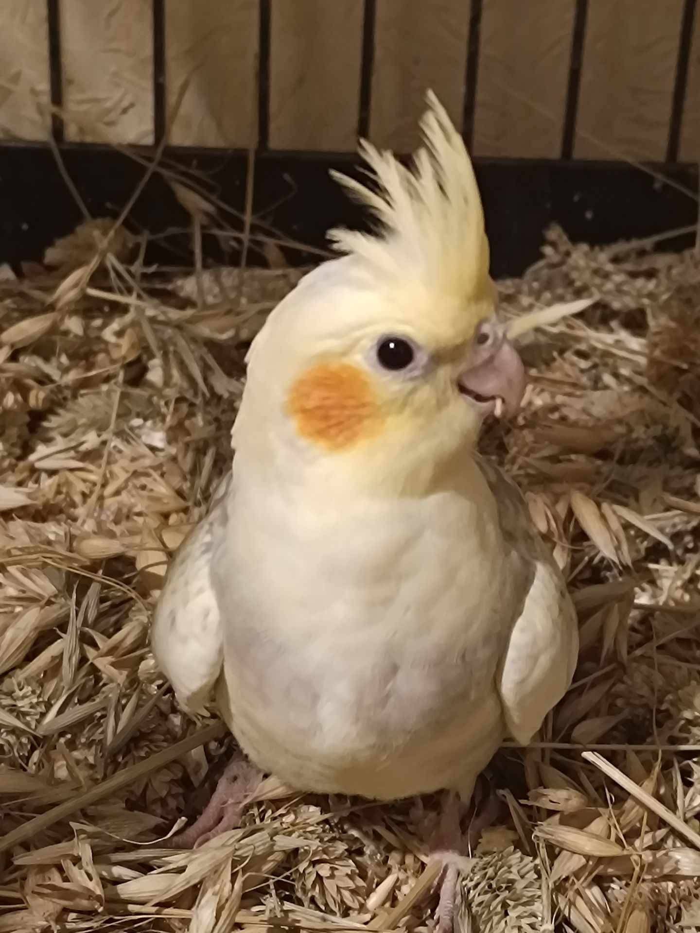 Чудові малюки корелл у продажу 🐦✨