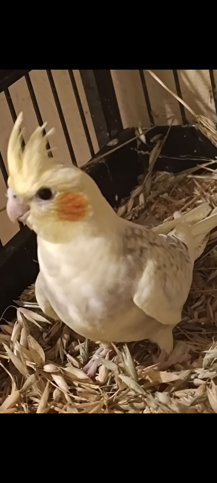 Чудові малюки корелл у продажу 🐦✨