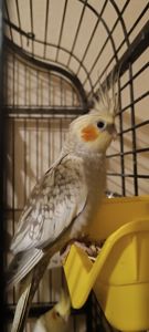 Чудові малюки корелл у продажу 🐦✨