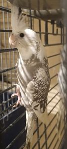 Чудові малюки корелл у продажу 🐦✨