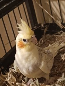 Чудові малюки корелл у продажу 🐦✨