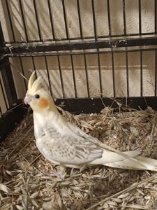 Чудові малюки корелл у продажу 🐦✨