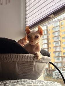 Блондинка Фрея