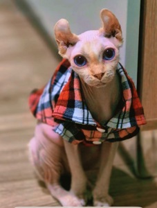 Блондинка Фрея