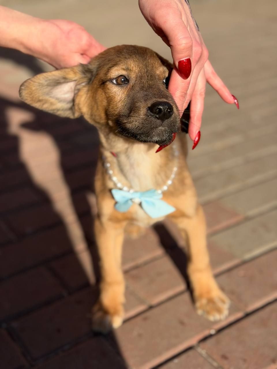 цуценя Захар, 5 місяців