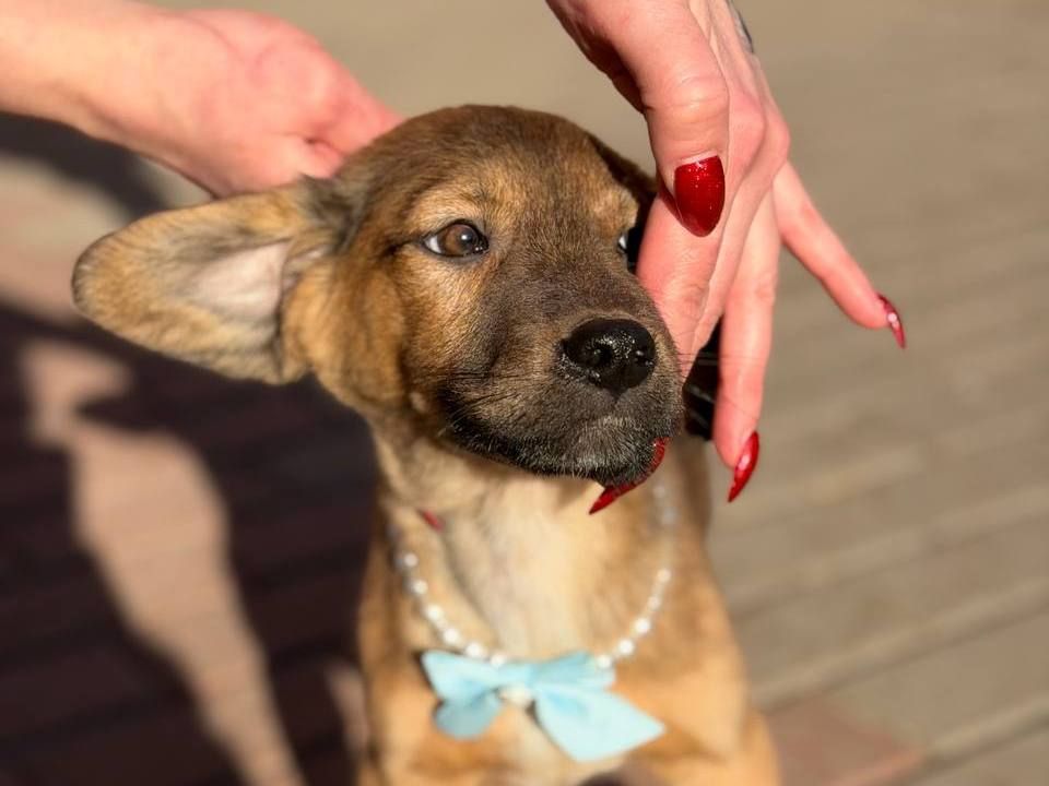 цуценя Захар, 5 місяців