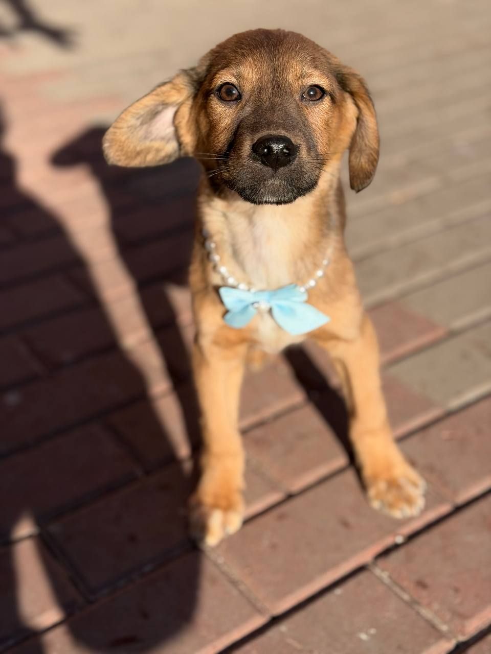 цуценя Захар, 5 місяців