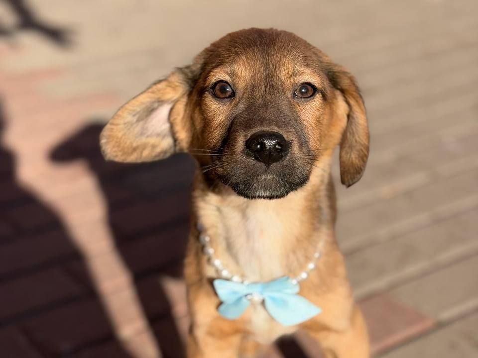 цуценя Захар, 5 місяців