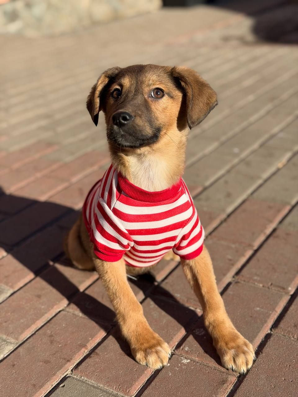 цуценя Зорян