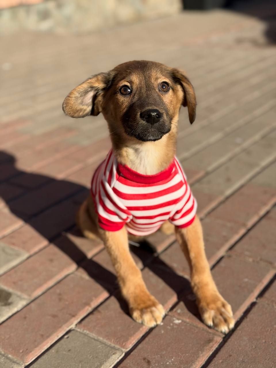 цуценя Зорян