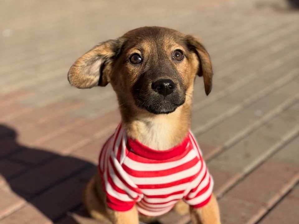 цуценя Зорян