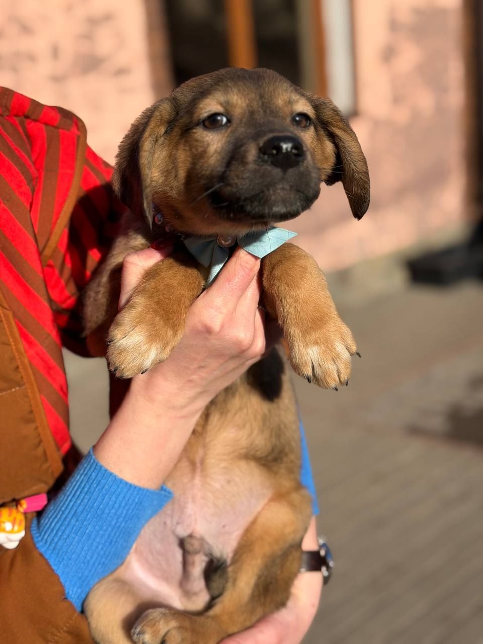 цуценя Зорян