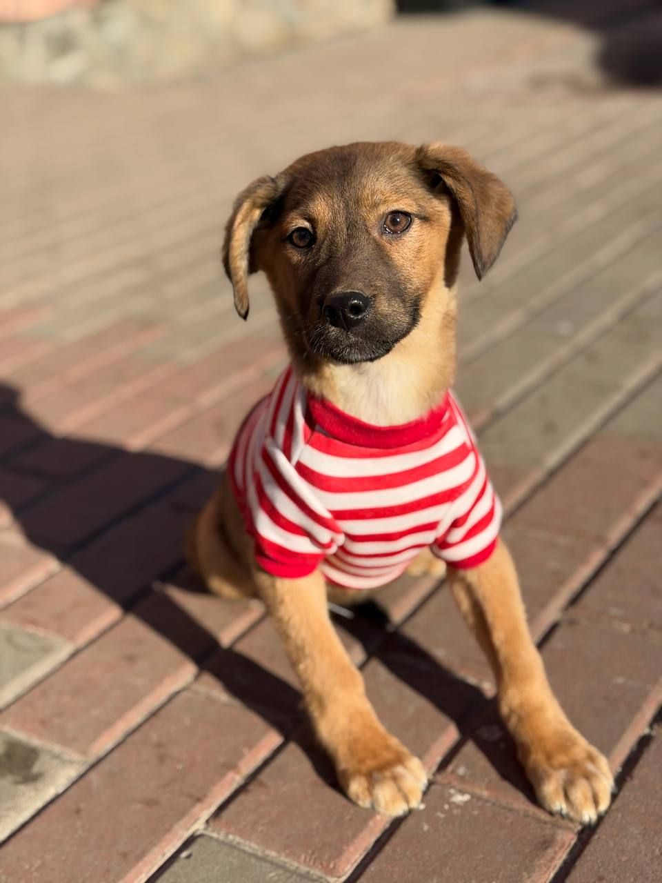 цуценя Зорян