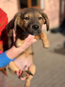 цуценя Зорян