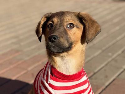 цуценя Зорян