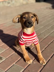 цуценя Зорян