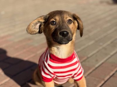 цуценя Зорян