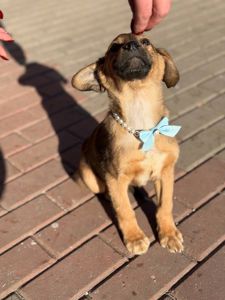 цуценя Захар, 5 місяців