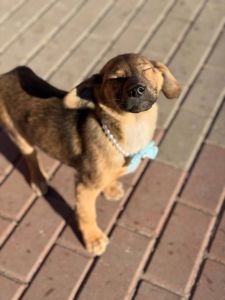 цуценя Захар, 5 місяців