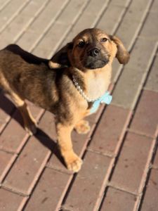 цуценя Захар, 5 місяців