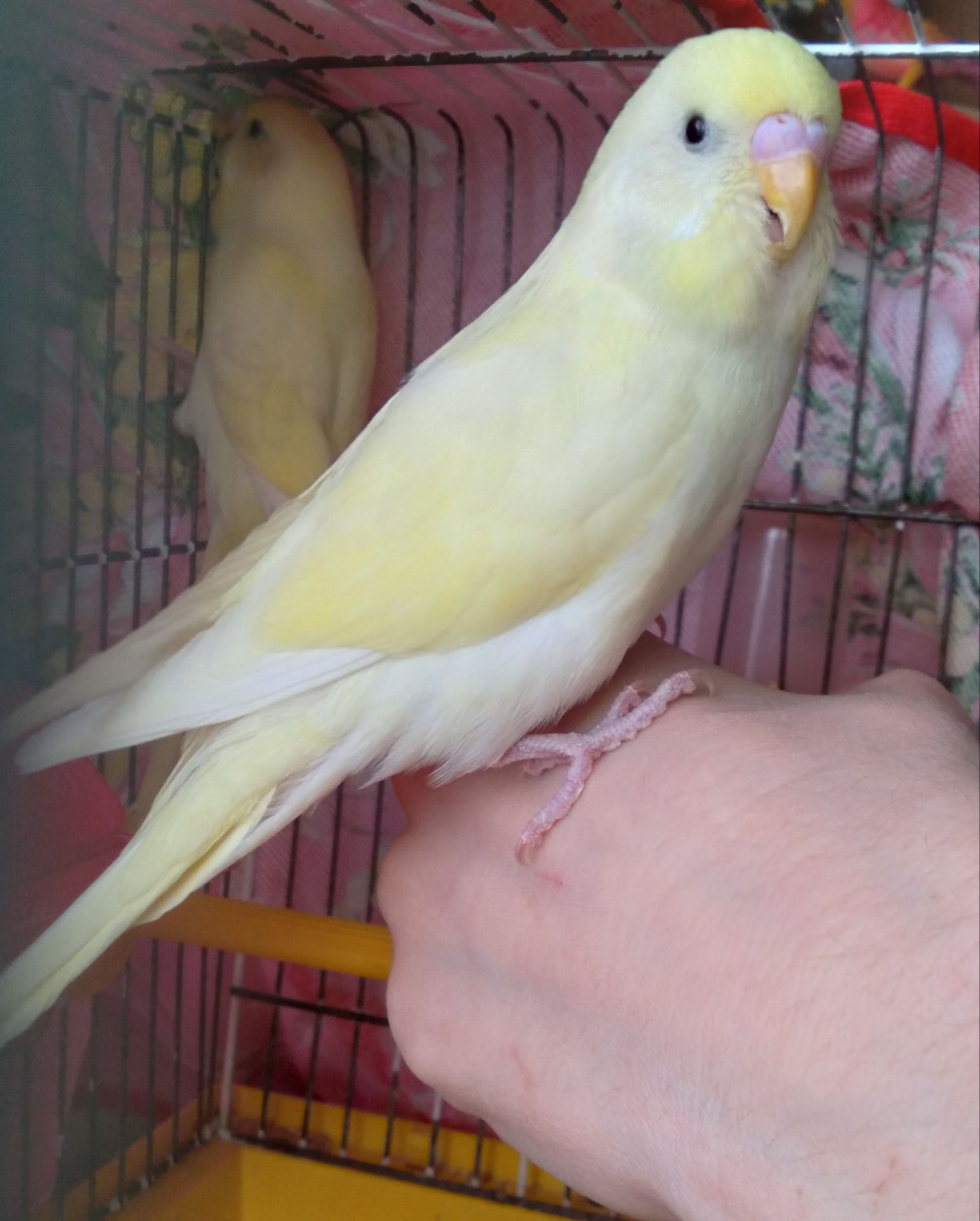 Ручные птенчики волнистые попугайчики