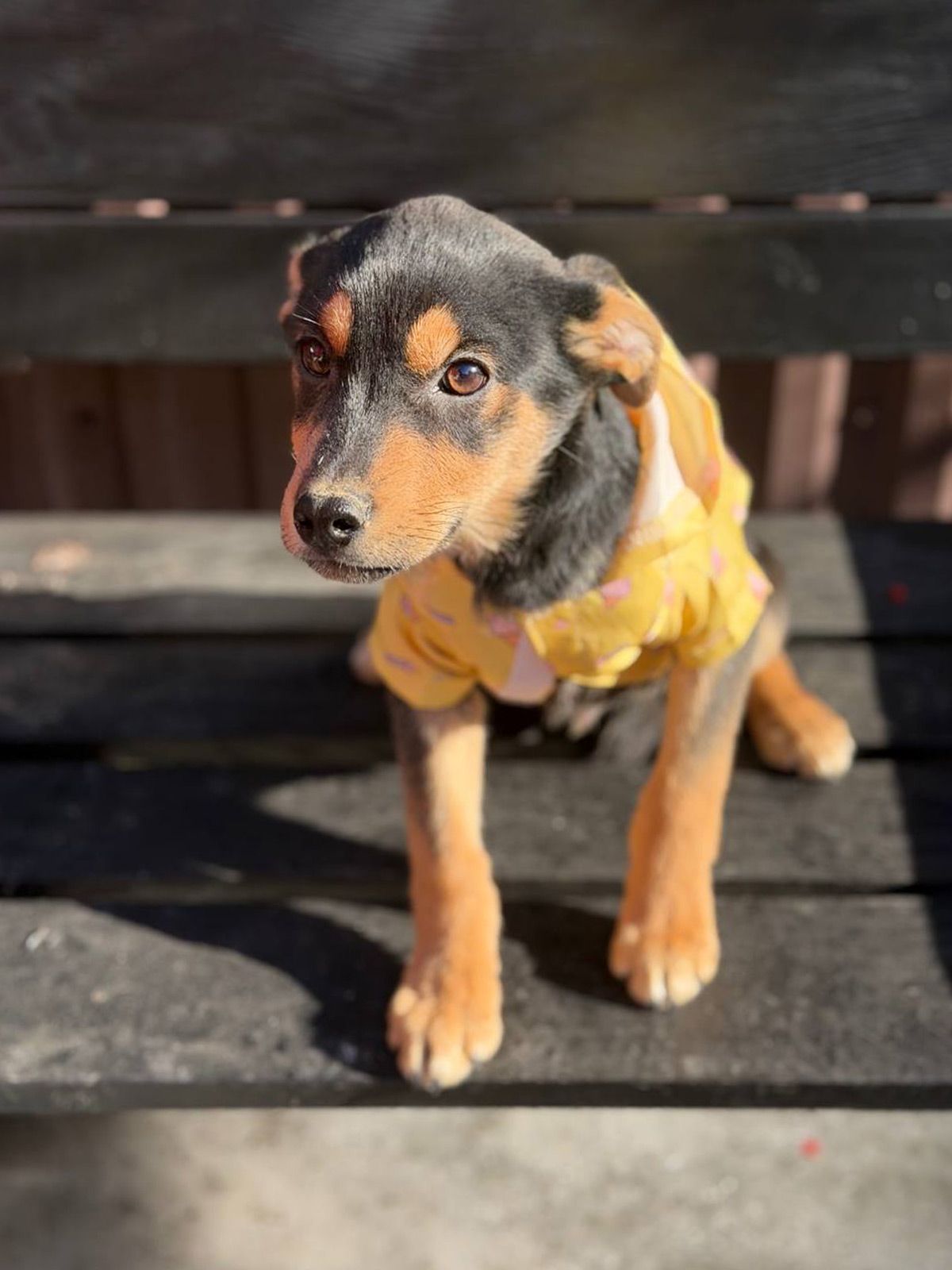 цуценя Земфіра, міні вівчарка