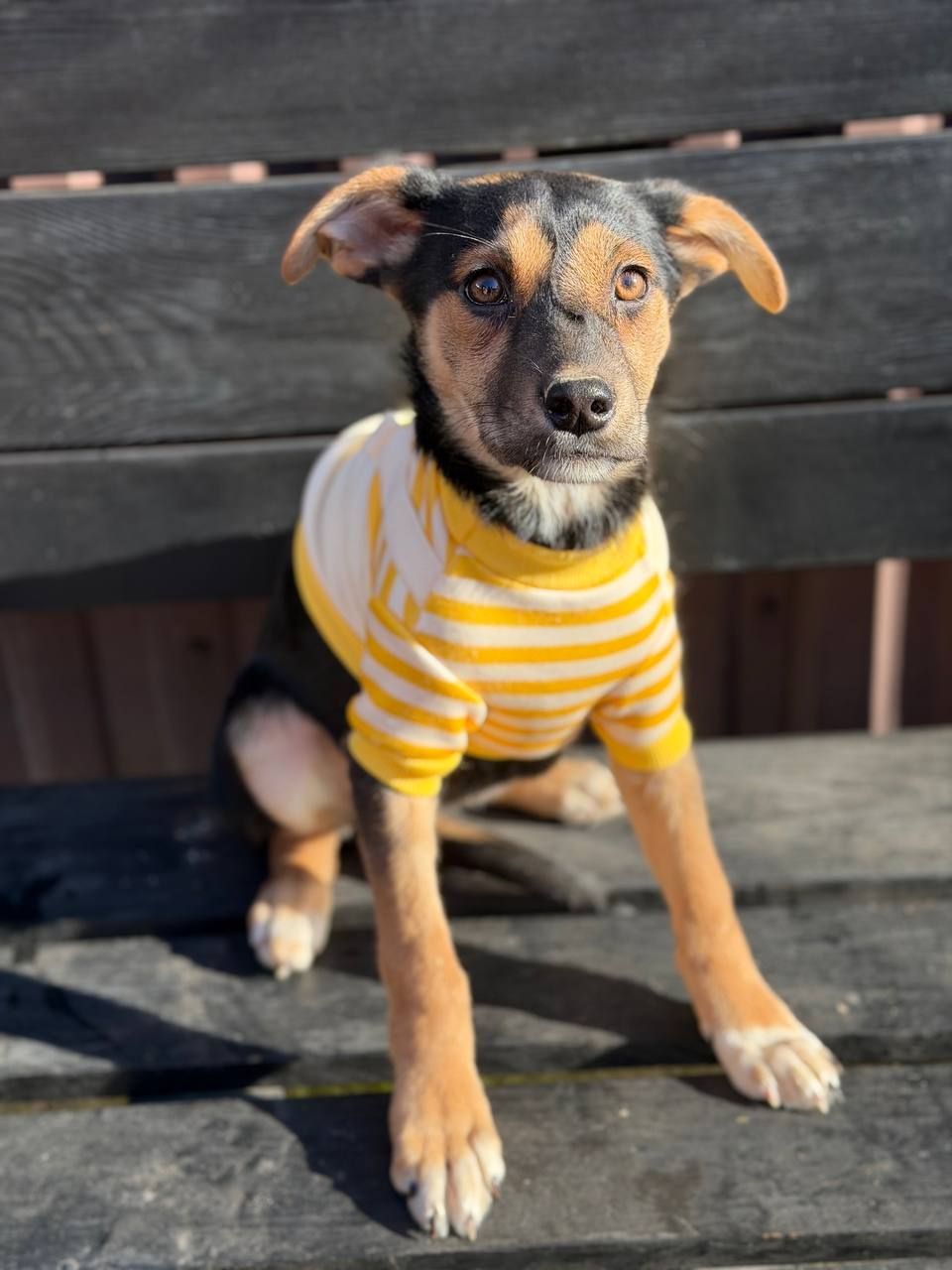 цуценя Чубчик