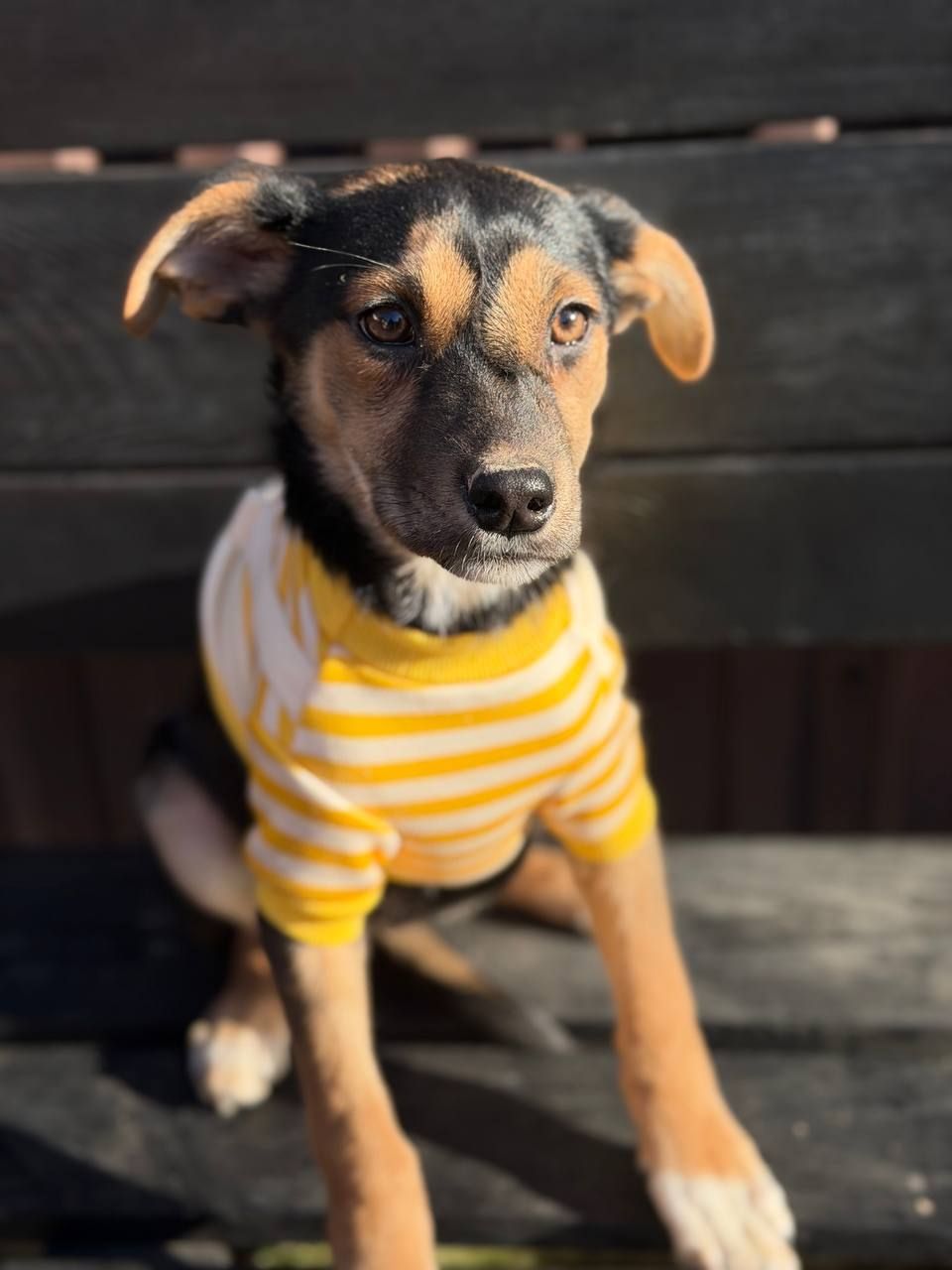 цуценя Чубчик