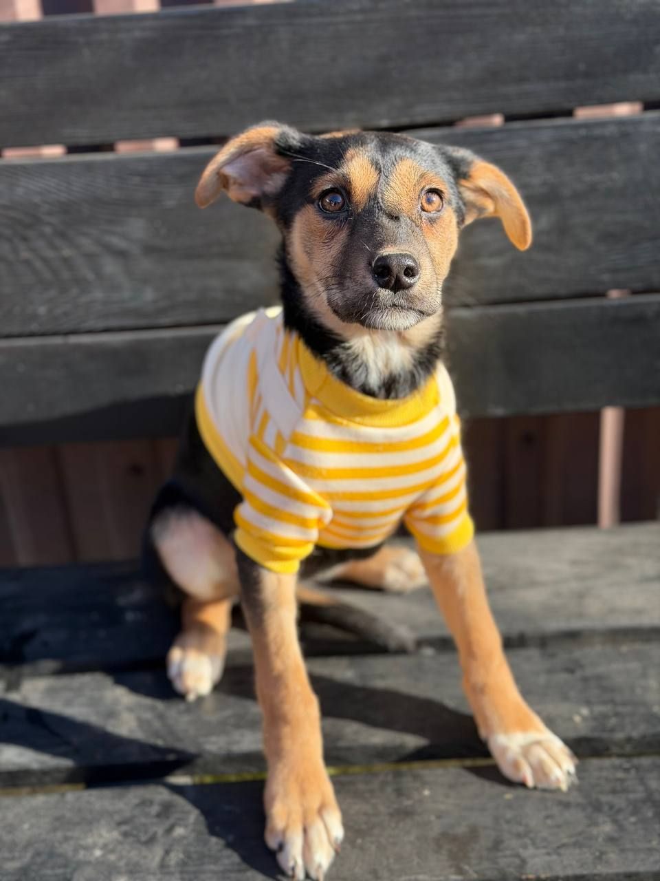 цуценя Чубчик