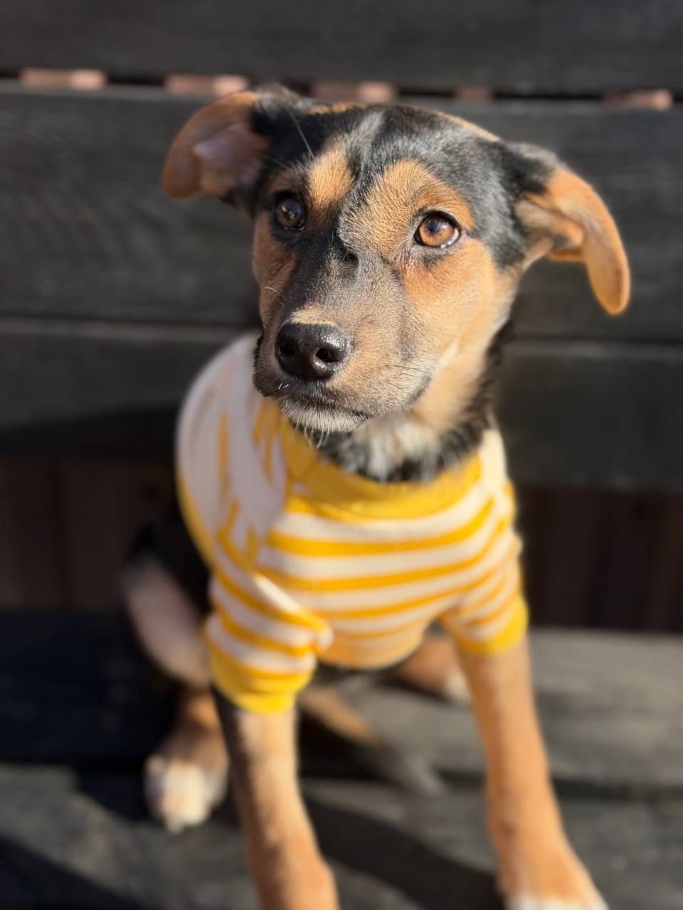 цуценя Чубчик